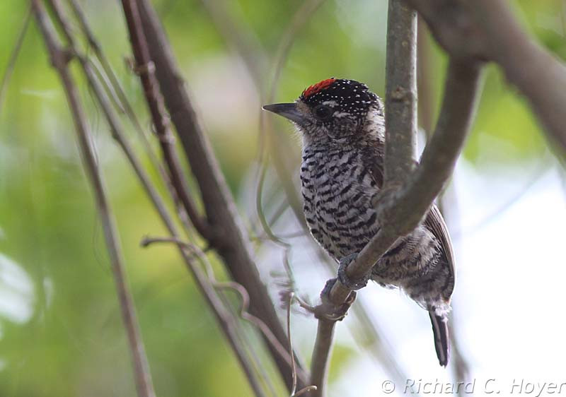 Speaking of tiny, White-barred Piculet is one of the smallest woodpeckers of Brazil.